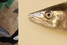 如何正确选购海南马鲛鱼？看看海南省市场监管局发布的这份消费提示图片