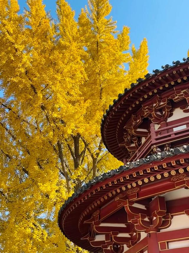 西安上新！高颜值秋景，正在加载！