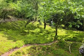 从莲都启程发往新加坡，丽水苔藓出海了图片