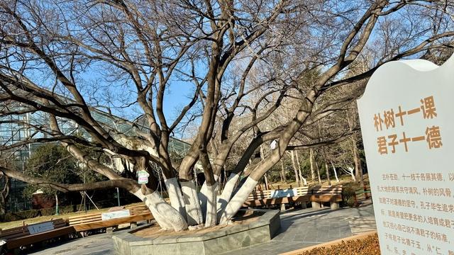 新视界｜泉城公园：冬日落木亦风景