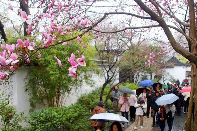 江苏苏州：雨中赏花 别有韵味