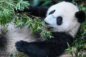 大熊猫谊谊升谊今晚回成都图片