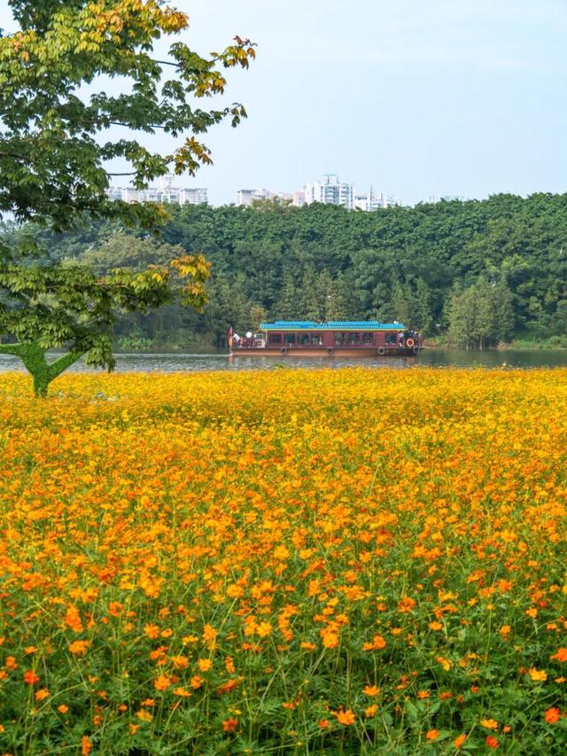 广州市区上万平方米“金色花海”，进入最佳观赏期