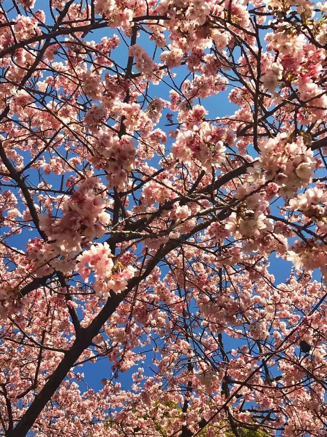 重庆第一波早樱开了！就在主城，公交可达