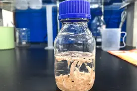 提取出我国第一滴磷虾油！青岛南极磷虾科研实力在全国拔得头筹图片