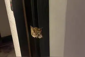 住客自曝“遭醉汉闯入”，酒店称系误会已报警！监管部门回应图片