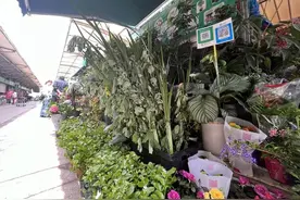 你家门口挂艾草菖蒲了吗？这里个位数就能拿下！图片