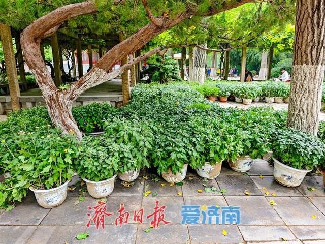 趵突泉菊花展筹备正酣，金秋文化盛宴即将开启