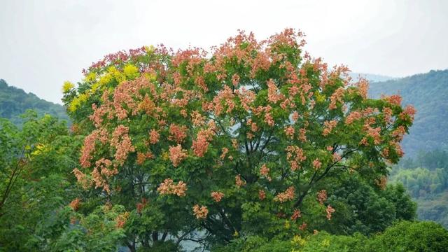 余杭秋日花海，开了！
