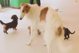 突然爆单，一天跑9家！律师提醒图片