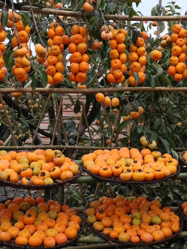 桂林恭城|红岩村柿子红成甜海啦