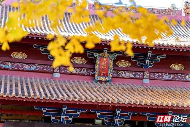 岳麓冬韵：秋色未尽处，斑斓染层林