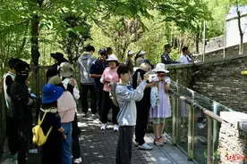 文创上新 民宿客满 粉丝到位 福宝今日亮相图片