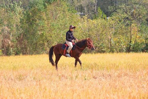 江宁佘村稻香吸引中外游客