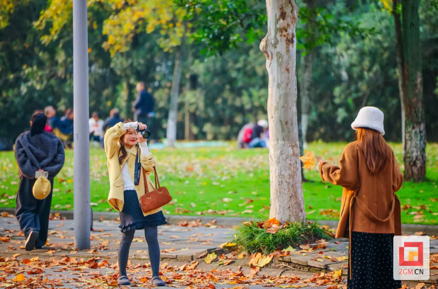 盐都冬日限定浪漫：板仓梧桐大道落叶铺就“金色地毯”