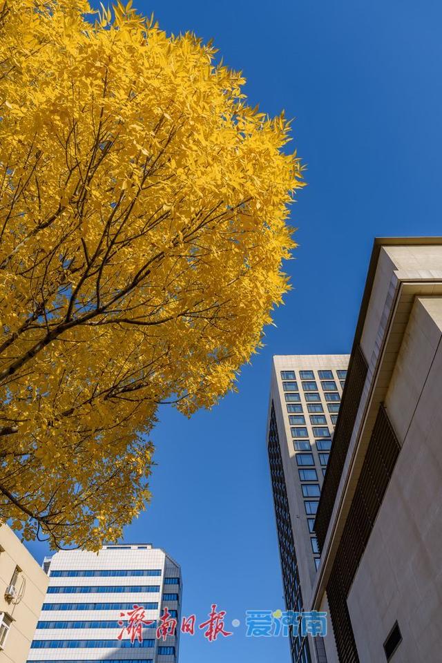 一年四季 泉在济南丨济南泺源大街金黄树叶扮靓城市道路，秋日都市风情别样浓