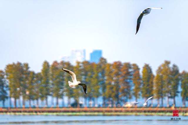 玩转湖北冬日！带你热“雪”沸腾！