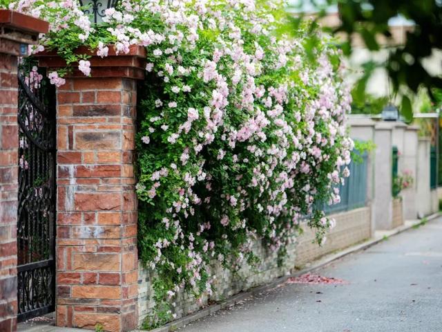 来溧水看“花花世界”