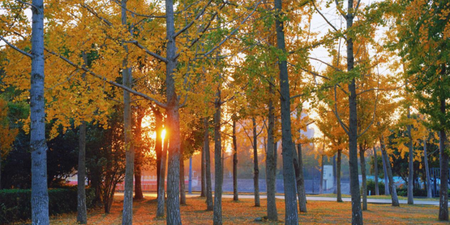 生态科技新城冬日色彩：满城尽染“银杏黄”