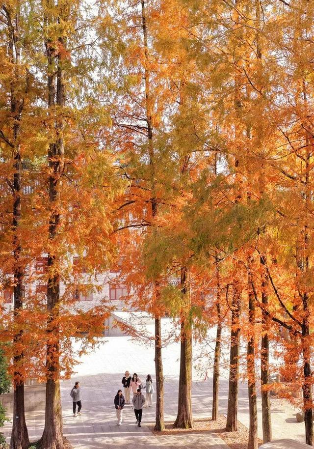 “暴力黄”全开！汨罗江雾、水垅村银杏……惊艳登场