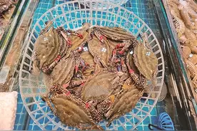 春日有约，海鲜驾到！来看海味记打底的青岛海鲜美食文化图片