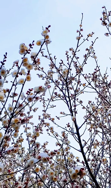 踏雪寻梅！来河南邂逅冬日限定浪漫吧