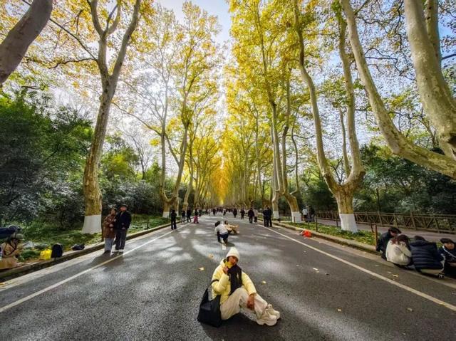 这是今天的南京梧桐大道！