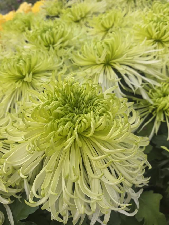 现在的黔南，已经美成这样了→