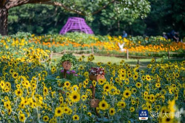 出片率100%！仙湖植物园十万秋花和千平花海讲述深圳故事