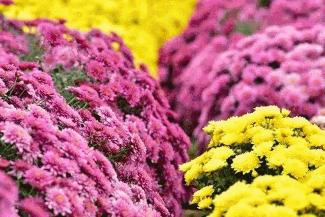 十一来宜都！看烟花秀、打铁花、万株菊花……