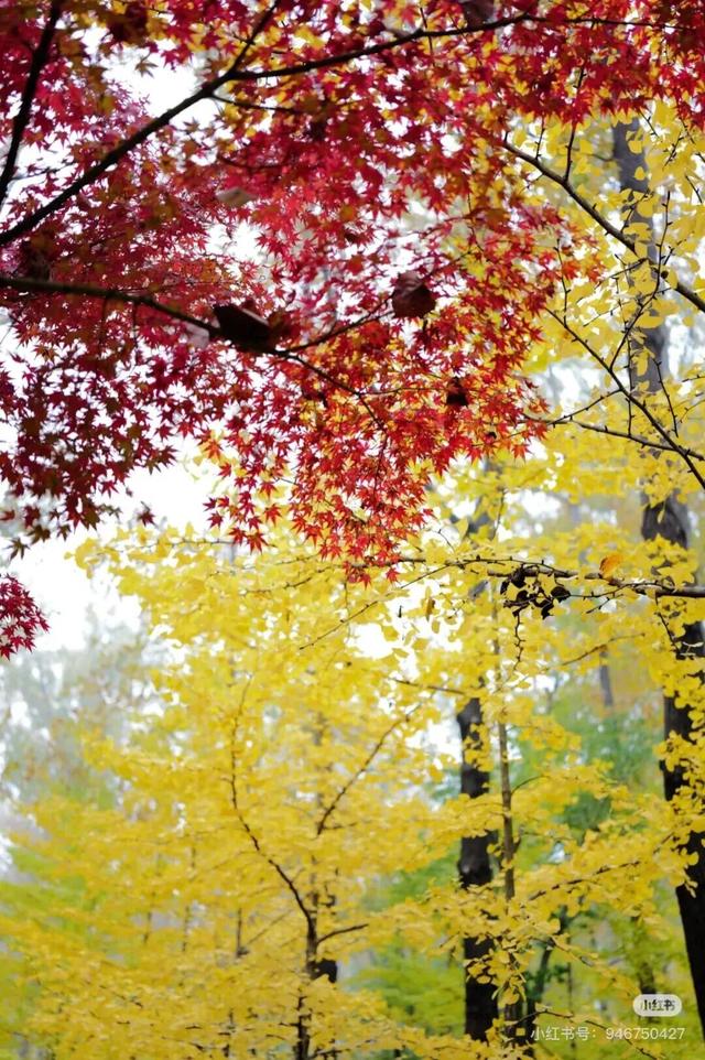 立冬第一游去哪里？淮安5处目的地，这个时节美翻了！