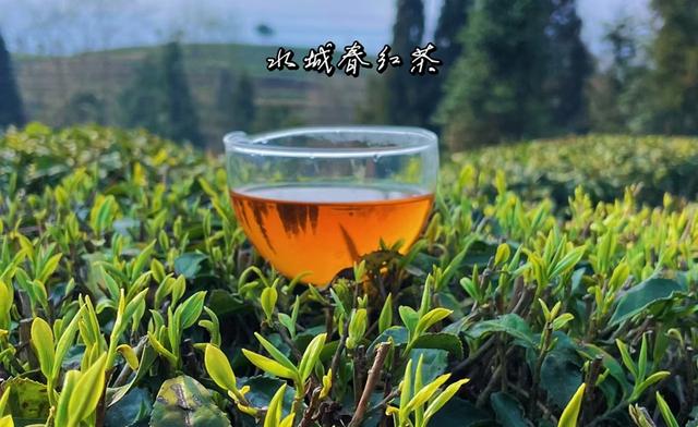 凉都有“礼”·茶语篇 ｜ 一叶“水城春”，一份凉都情