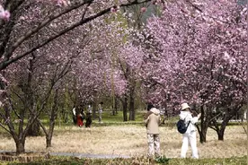 北京公园清明假期接待游客606.32万人次 颐和园人气最旺图片