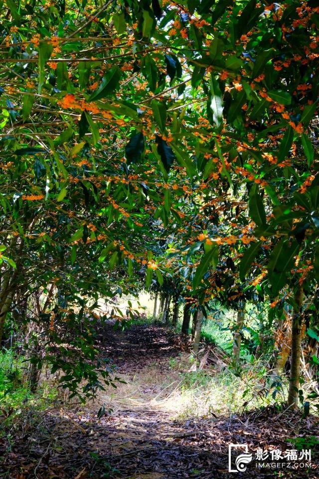 迟来的清香！福州桂花进入最佳观赏期