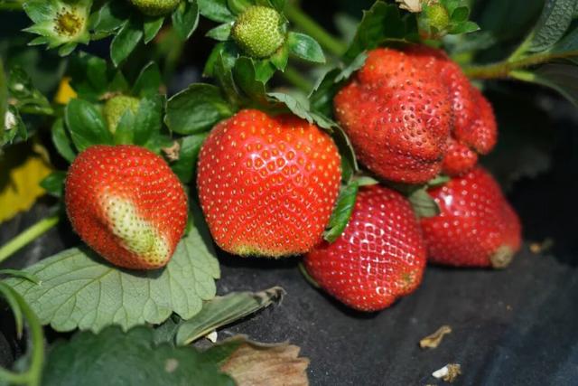 大寒游清城：红杉、花海、甜果，品尽冬日三味