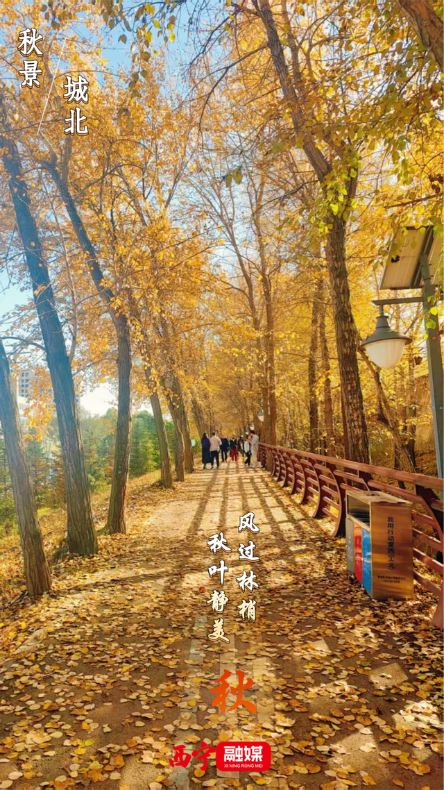 别等了！西宁秋景已上线，一眼心动🥰