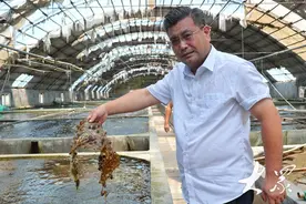 三农深度调查|海胆吃上“纯天然”？生态养殖成就1.8亿元新产业图片