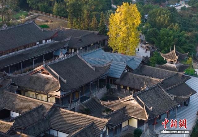 重庆：千年银杏树换“金装”  满目金黄引游人