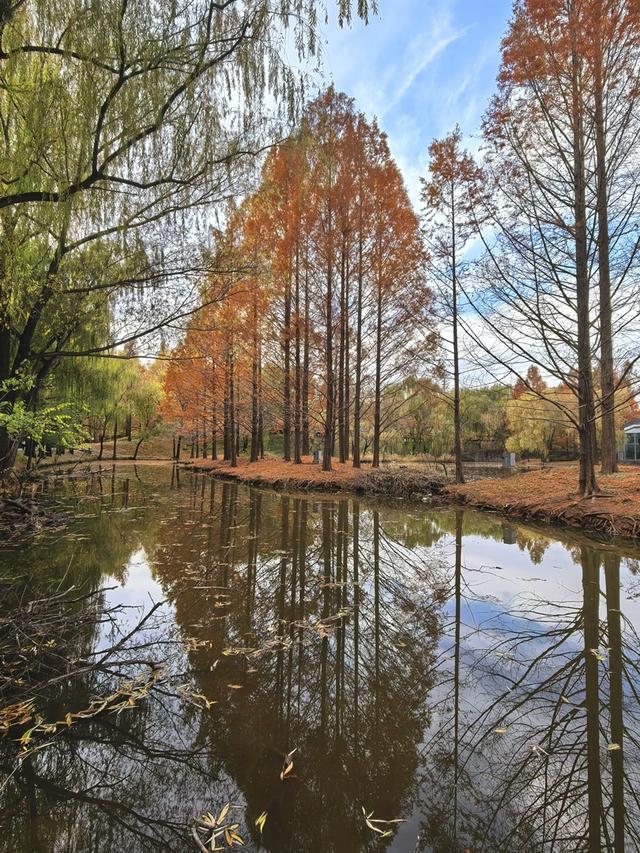 闯入秋日油画！紫玉公园红树林的天鹅舞会正在上演