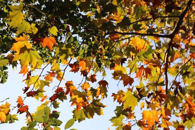 域见上海·域见奉贤｜奉浦秋日限定！这三条宝藏路线，承包所有秋日浪漫，刷爆朋友圈就靠它