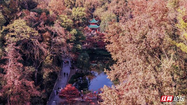 岁暖时刻丨这个季节的岳麓山，连风都是温柔的