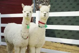 乐队、露营帐篷、自助烧烤炉、观光牧场……格润富德花海野奢营地，精致的安排让游客点赞图片