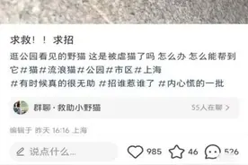 上海市民接力找寻7天！脸被射穿的狸花猫获救，医药费1天筹到四千多图片