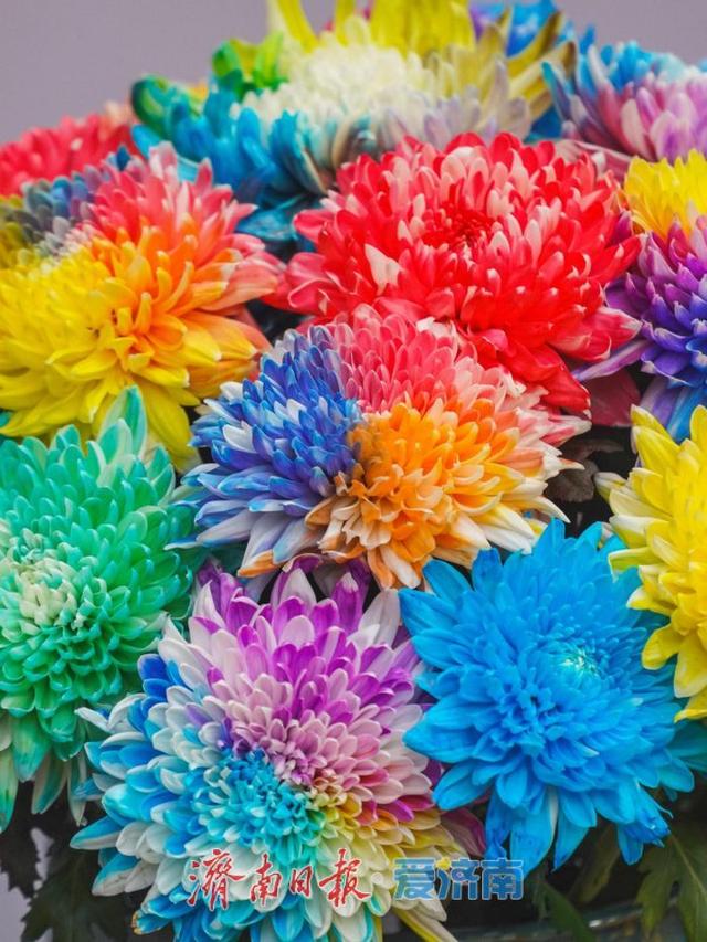 秋日胜景入画来！第46届趵突泉金秋菊展盛装启幕，泉城赏菊盛宴震撼登场
