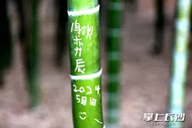组图｜省植物园竹园成“涂鸦墙”，景区呼吁游客文明出游图片