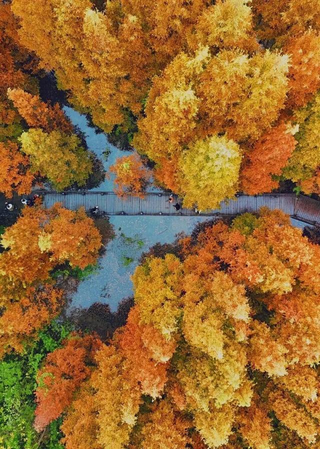 成都限定红！水杉最美季节上线，赶紧打卡