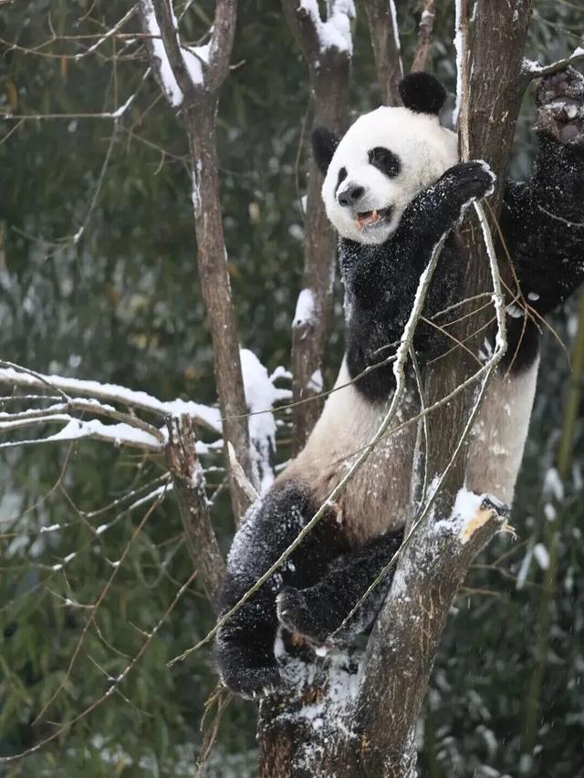 这里红叶进入“巅峰”，抓紧时间，真的会落！