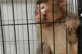男子把野生小猕猴当“宠物”，林业部门：私自饲养违法图片