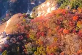 登高望远 八达岭长城红叶进入最佳观赏期图片