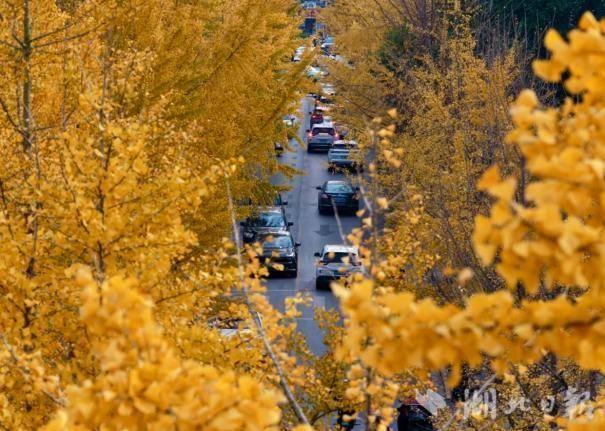 人气顶流！杏运西城citywalk攻略来了！